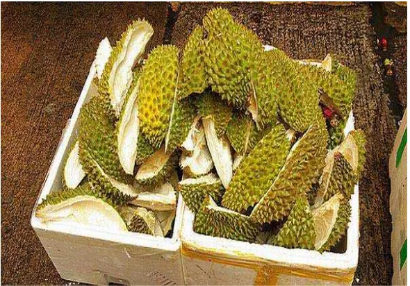 Gambar 2.1.Kulit Durian yang digunakan dalam penelitian.