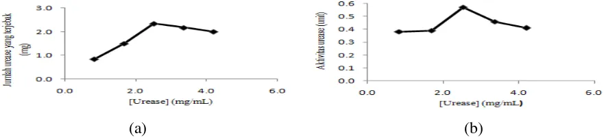 Gambar 2. (a) Pengaruh konsentrasi urease terhadap jumlah urease yang terjebak tiap 0,5 gram matrik kitosan-natrium tripolifosfat (b) Pengaruh konsentrasi urease terhadap aktivitas urease amobil pada matrik kitosan-natrium tripolifosfat