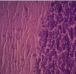 Gambar  2.  Preparat  histopatologi  mata  kakap  putih  (Lates  calcarifer).  Preparat  organ  mata  yang  diinjeksi  VNN  (kiri),  preparat  organ  mata  normal/tanpa  diinjeksi  VNN  (kanan)