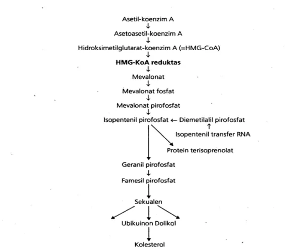Gambar 2.5 Sintesis Kolesterol dalam Tubuh Manusia  (Dikutip dari : Guyton dan Hall, 2006)