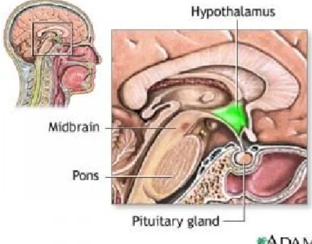 Gambar 2.7. Hypothalamus 