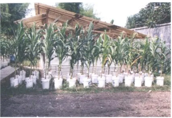 Gambar 1. Uji coba kompos terhadap tanaman jagung. 
