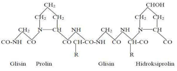 Gambar 1. Struktur kimia gelatin (Poppe, 1992) Penambahan gelatin pada massa kembang gula berfungsi untuk 