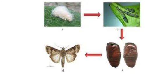 Gambar 2.2. Siklus Hidup Spodoptera litura  (Indrawijaya, 2016). 