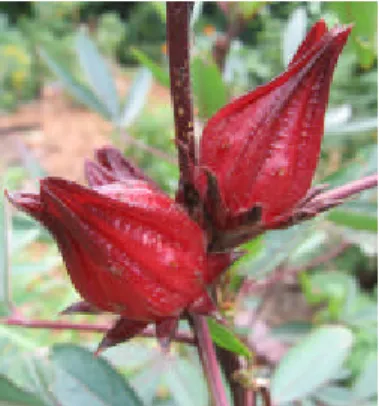Gambar 1. Bunga r osella (Kiat, 2011) 