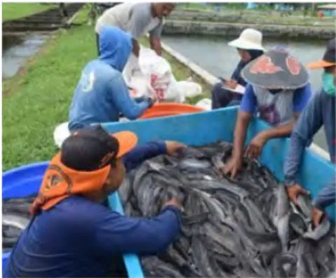 Gambar 1. Kegiatan Seleksi untuk  Distribusi  Calin Ikan Lele ke Provinsi Riau 