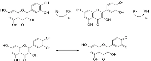 Gambar 2.  Mekanisme Scavenging radikal bebas (R•) oleh Kuersetin 