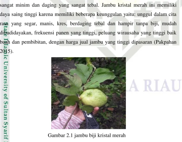 Gambar 2.1 jambu biji kristal merah 