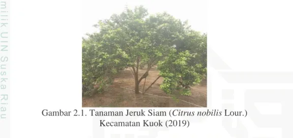 Gambar 2.1. Tanaman Jeruk Siam (Citrus nobilis Lour.)   Kecamatan Kuok (2019) 
