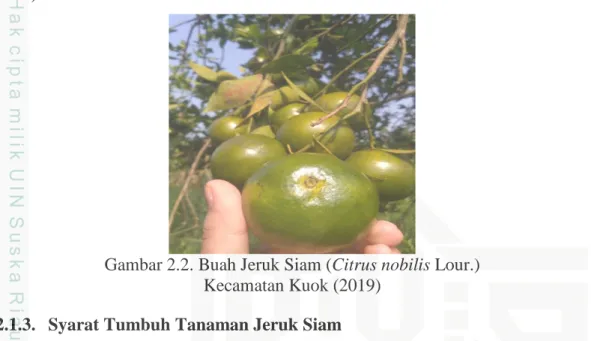 Gambar 2.2. Buah Jeruk Siam (Citrus nobilis Lour.)   Kecamatan Kuok (2019) 