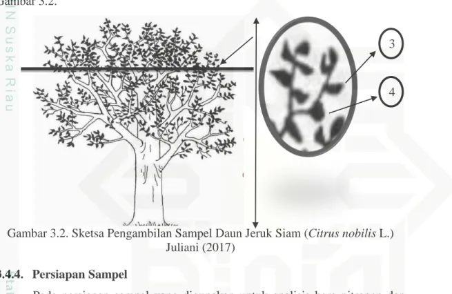 Gambar 3.2. Sketsa Pengambilan Sampel Daun Jeruk Siam (Citrus nobilis L.)  Juliani (2017) 