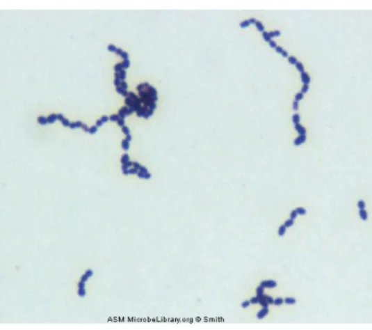 Gambar 2.1  Streptococcus sp.   Sumber :  MicrobeLibrary@asmusa.org . 