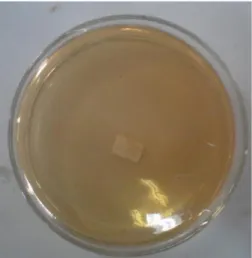 Gambar 3.6 Media Streptococcus Agar Yang Sudah Memadat Setelah Diinkubasi Kurang                    dari 24 jam (belum terlihat pertumbuhan bakteri Streptococcus sp