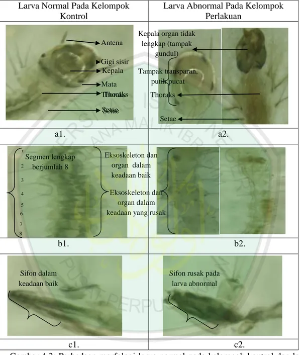 Gambar 4.2: Perbedaan morfologi larva normal  pada kelompok kontrol  dan larva  abnormal  pada  kelompok  perlakuan