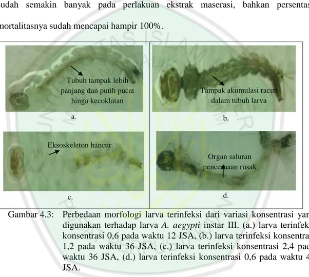 Gambar 4.3:  Perbedaan  morfologi  larva  terinfeksi  dari  variasi  konsentrasi  yang  digunakan  terhadap  larva  A