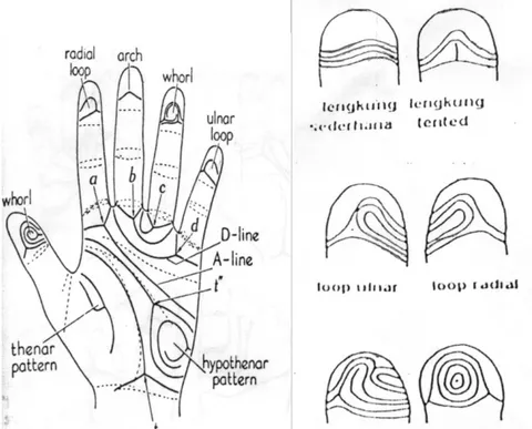 Gambar 5.2   Pola sidik jari bentuk loop dan cara membuat garis  untuk  menghitung  jumlah rigi sidik jari 