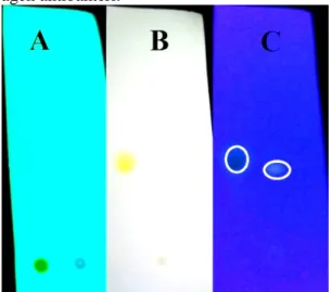 Gambar 8.  Analisis dengan KLT sebelum elusidasi  (A), setelah elusidasi di bawah sinar UV 254 nm (B), 