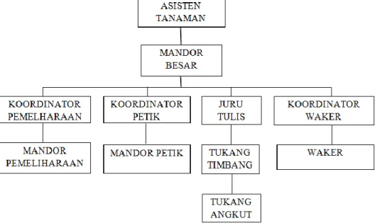 Gambar 2.3.2 Struktur Organisasi Kebun PT. Perkebunan Nusantara XII  Wonosari 