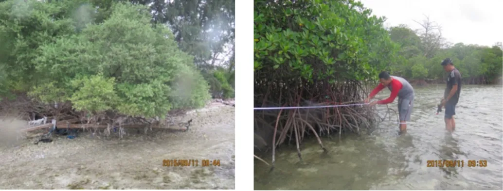 Gambar 1. Dokumentasi sampling mangrove TN Laut Kepulauan Seribu 
