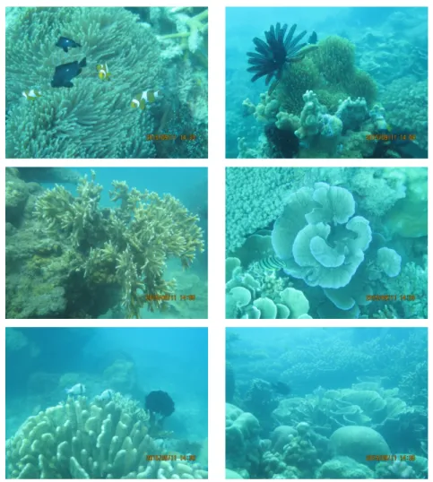 Gambar 3.   Kondisi Ekosistem Terumbu karang Zona inti TN Laut Kepulauan Seribu 