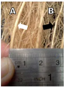 Gambar 1  Kategori akar tanaman akar wangi. (A) akar besar berdiameter > 3mm, ditunjukkan oleh panah putih dan (B) akar kecil berdiameter < 3 mm, ditunjukkan oleh panah hitam 