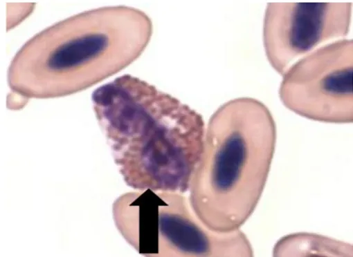 Gambar  2.  Sel  eosinofil  dengan  granul  sitoplasma  eosinofil  terang              (Mitchell dan Johns, 2008) 