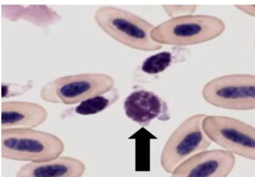 Gambar 4. Sel limfosit dengan inti berbentuk bulat  (Mitchell dan Johns 2008) 