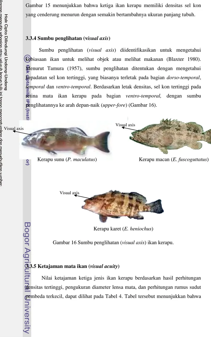 Gambar  15  menunjukkan  bahwa  ketiga  ikan  kerapu  memiliki  densitas  sel  kon  yang cenderung menurun dengan semakin bertambahnya ukuran panjang tubuh