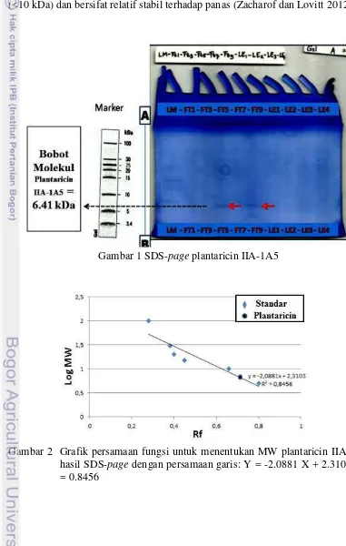 Gambar 1 SDS-page plantaricin IIA-1A5 