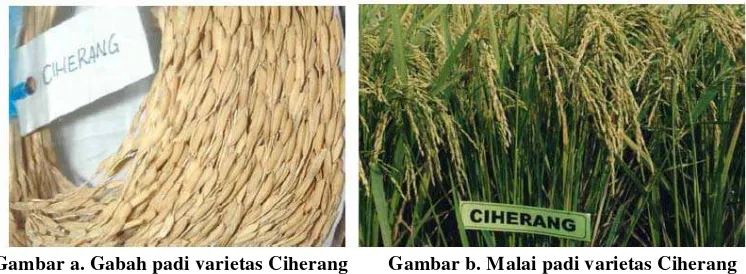 Gambar a. Gabah padi varietas Ciherang 