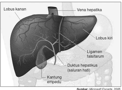 Gambar 5.9 Hati.