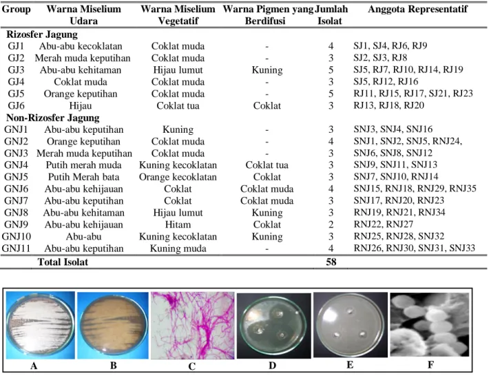Tabel 1. Hasil Colour grouping anggota genus Streptomyces dari rizosfer dan non-rizosfer jagung (Zea mays L.)