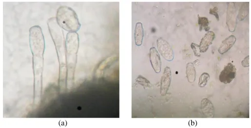 Gambar 3. Penampang Mikroskopis: (a) Konidiofor, (b) Kodinia dari Oidium sp.  