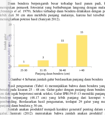 Gambar 4 Sebaran jumlah galur berdasarkan panjang daun bendera 