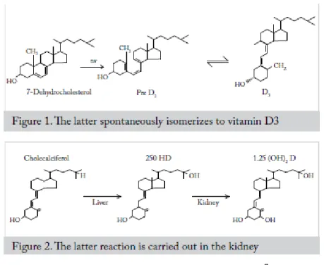 Gambar 2. Metabolisme Vitamin D 7 2.2.4   Manfaat Vitamin D 