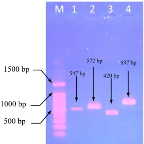 Gambar 4 .  Hasil Amplifikasi Deret Basa Pengkode 16S rDNA isolat. FBB72. M (marker); 1