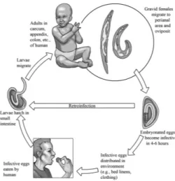 Gambar 2.26. Siklus penyebaran infeksi cacing kremi  (Bogits, Carter, &amp; Oeltmann, 2011)