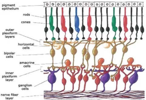 Gambar 2.7 neuron yang terdapat pada retina (sumber:  Scientific Research Society.)