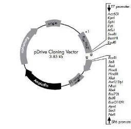 Gambar 10  Plasmid rekombinan pDrive Cloning Vector 