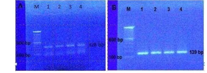 Gambar 14   Gel elektroforesis nested RT-PCR IMNV (OIE,2010). (A) first 