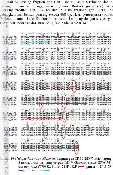 Gambar 16 Multiple Pairwaise alignment fragmen gen ORF1 IMNV isolat lapang 