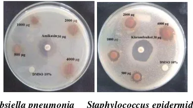 Tabel 1. Uji aktivitas antibakteri ekstrak etanol kulit batang sawo manila terhadap Klebsiella pneumoniaStaphylococcus epidermidis dan   