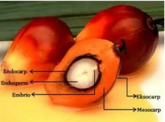 Gambar 2. Buah kelapa sawit. 