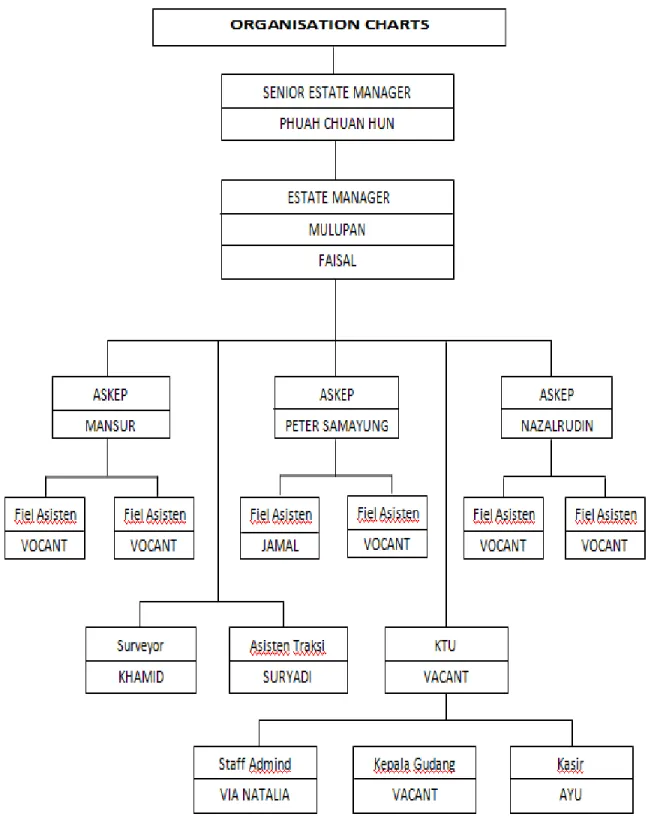 Gambar 1. Struktur Organisasi PT. NPC Estate Mulupan 