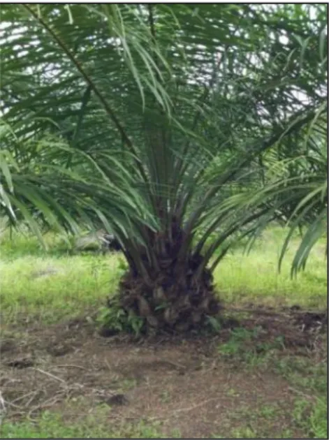 Gambar 1. Tanaman kelapa sawit menghasilkan berumur 5 tahun.