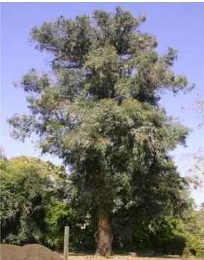 Gambar 2. Tanaman Eucalyptus globulus (UFEI, 2016).