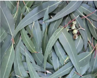 Gambar 3. Daun Eucalyptus globulus (The School for Aromatic Studies, 2016)