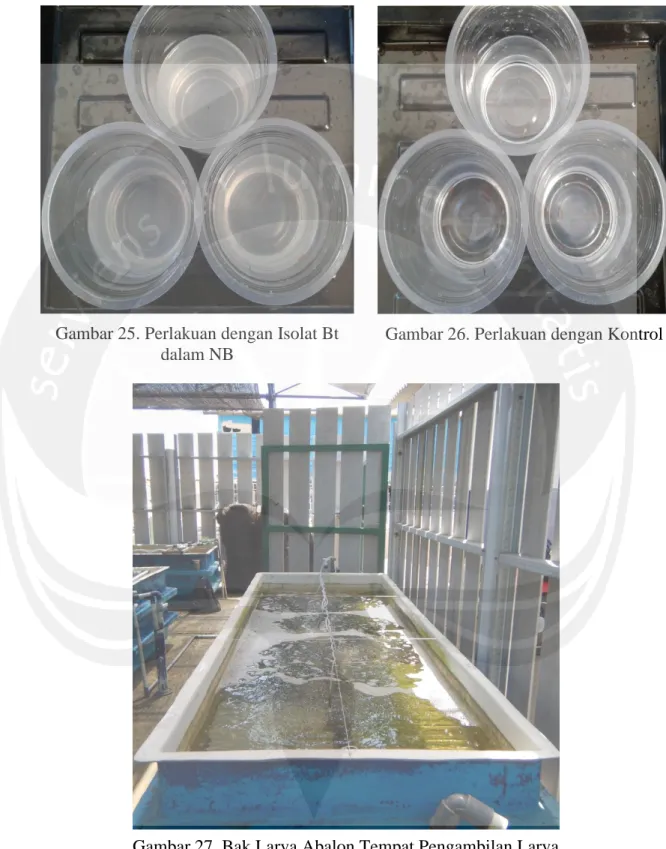 Gambar 25. Perlakuan dengan Isolat Bt  dalam NB 