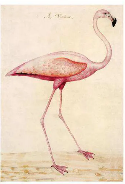 Gambar 1.2  John White “Greater Flamingo” (Sumber: 