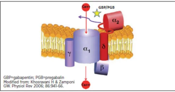 Gambar 2.8.5. The binding site dari gabapentinoid. 47